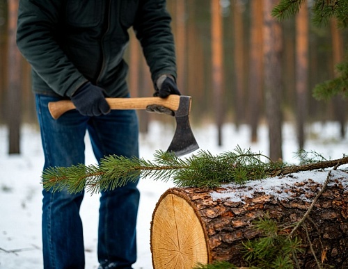 Жителя Ярковского округа обвиняют в незаконной рубке 94 деревьев