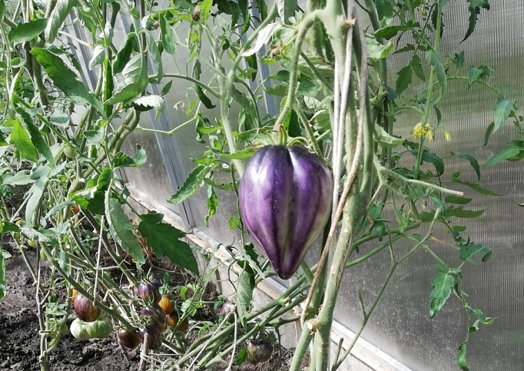 Тюменская дачница дала рекомендации по подкормке рассады