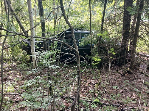 На тюменской трассе выбежавший на дорогу лось стал причиной гибели водителя "Лады"