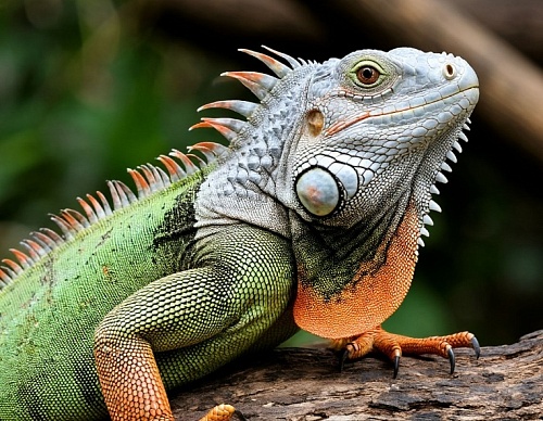 19-летний игуан Яша желает познакомиться для серьезных отношений