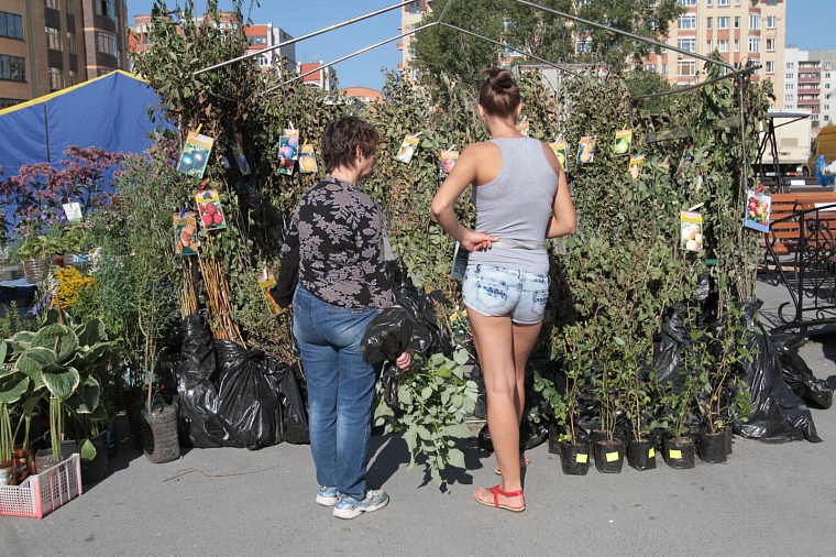 Чем подкормить рассаду перед высадкой в грунт
