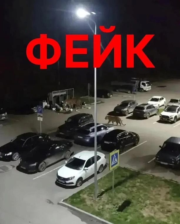 Полиция проверяет распространителя фейков с медведями в Тобольске