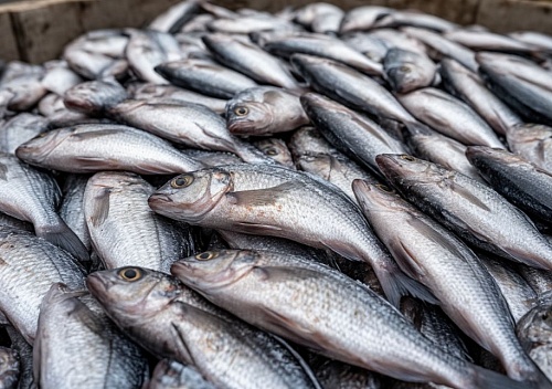 В Тюменской области через границу не пропустили две тонны рыбы из Казахстана