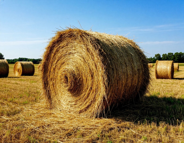 Народные приметы на 16 июля: Мокий землю мочит, а Марк на стогу стоит