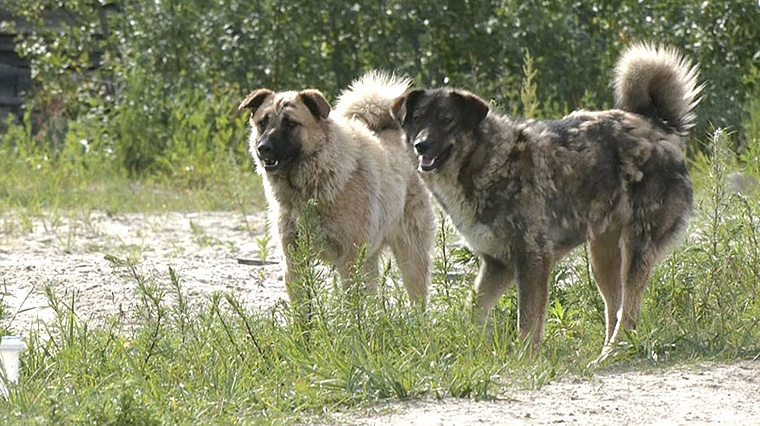 В Ноябрьске неизвестные травят собак
