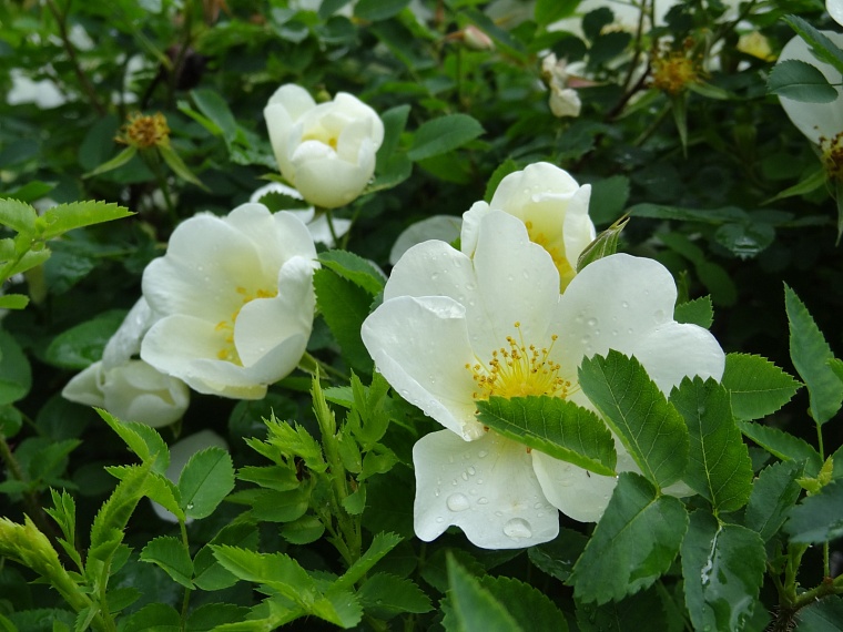 Народные приметы на 2 июня: если зарядит дождь - быть лету засушливым