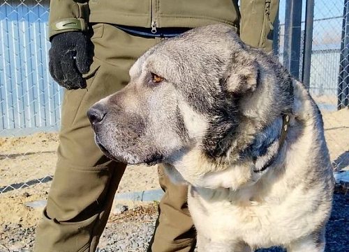 Алабаи попадают в тюменский приют для животных