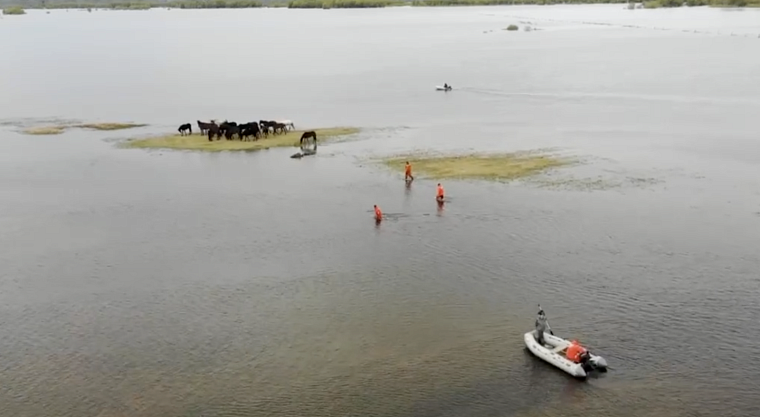 В Абатском районе спасли стадо овец и лошадей