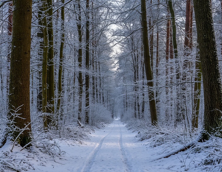 Народные приметы на 30 декабря: иней на деревьях - к теплым Святкам