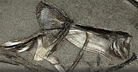 Бабочка эры Мезозоя, обнаруженная в керне с Западно-Салымского месторождения, оказалась рыбой
