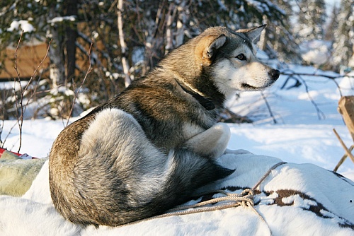 Почему собакам нельзя давать есть снег: комментарий ветеринара