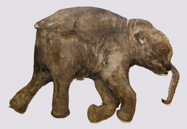 Мамонтенок Люба вернулась в Ноябрьск спустя десять лет