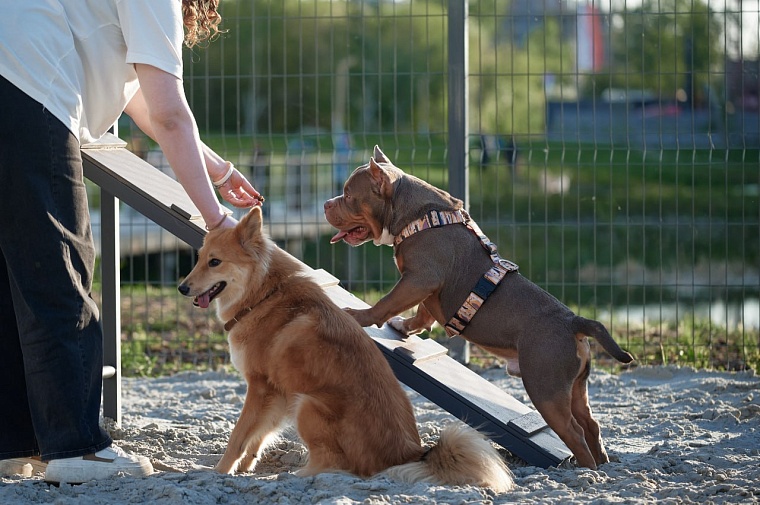 У Тихого озера в Тюмени обустроили площадку для дрессировки собак