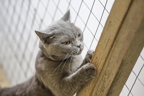 Какие опасности подстерегают кошку весной