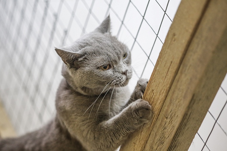 Какие опасности подстерегают кошку весной