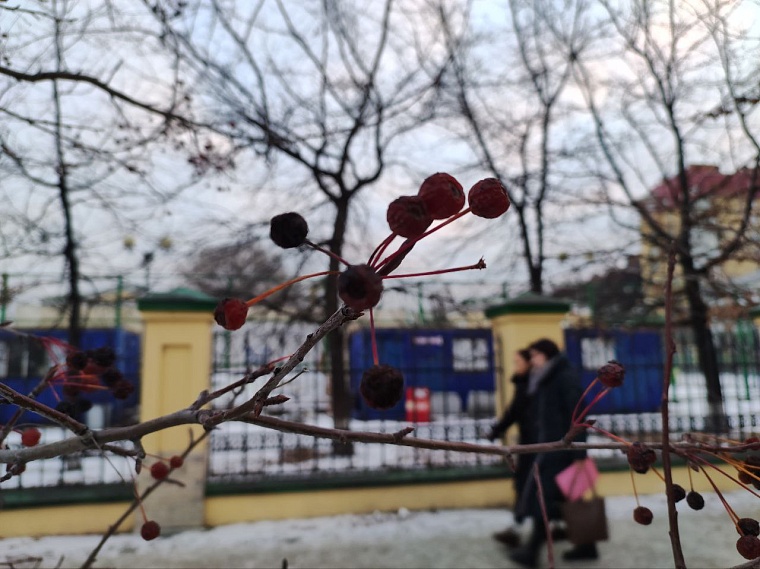 Фабрика света, крепкие браки и яблоневые корни памяти: что еще найдется на ул. Кирова в Тюмени