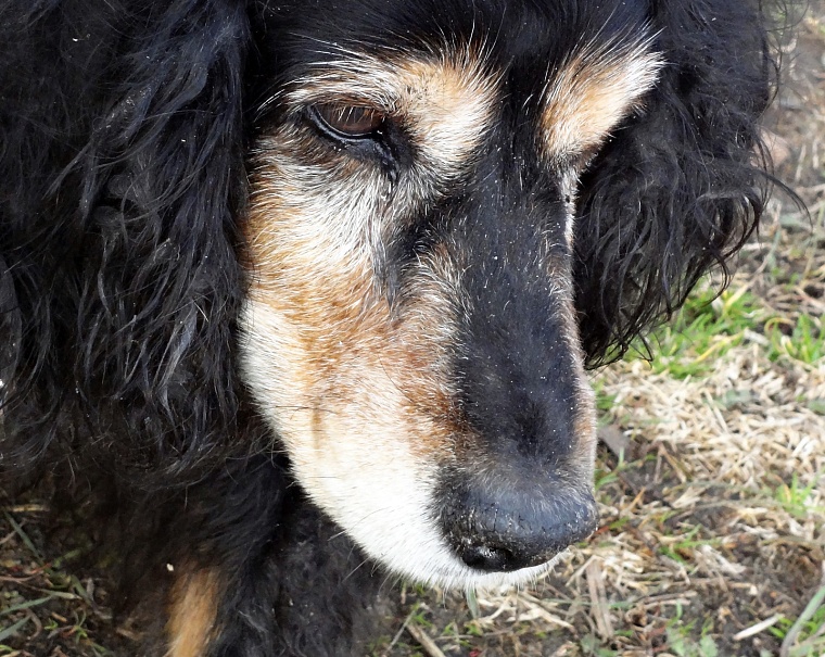 Тюменцы из Восточного округа подозревают намеренную травлю собак