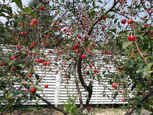 Как удобрять плодово-ягодные культуры осенью: советы дачникам