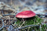 В Тюменской области четыре человека отравились грибами