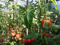 Как правильно высадить рассаду помидоров