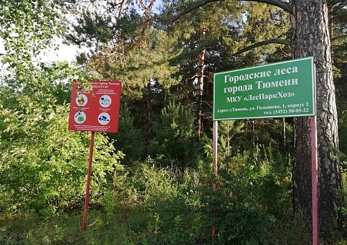 В Тюменской области сняли запрет на посещение лесов
