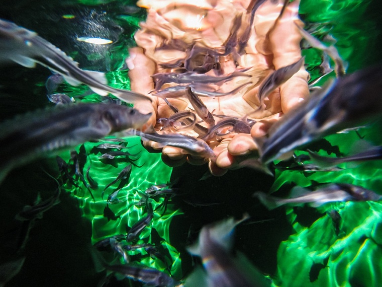 «Газпром нефть» в 2025 году выпустила в реки России более 1 млн мальков