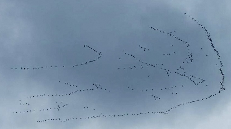 Перелетные птицы начали покидать Ямал