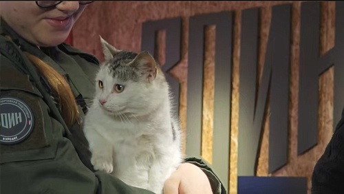 Краснодонская кошка нашла новых хозяев в Тюмени