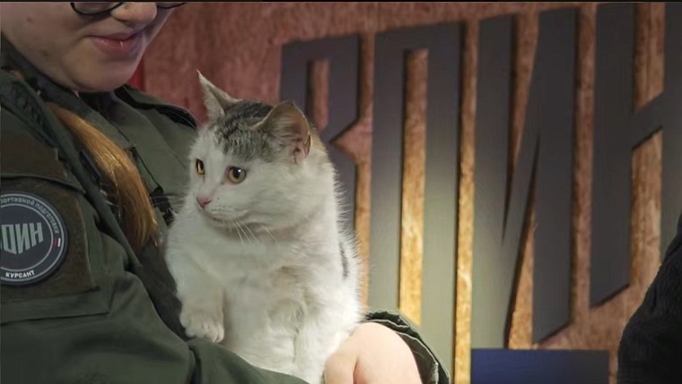 Краснодонская кошка нашла новых хозяев в Тюмени