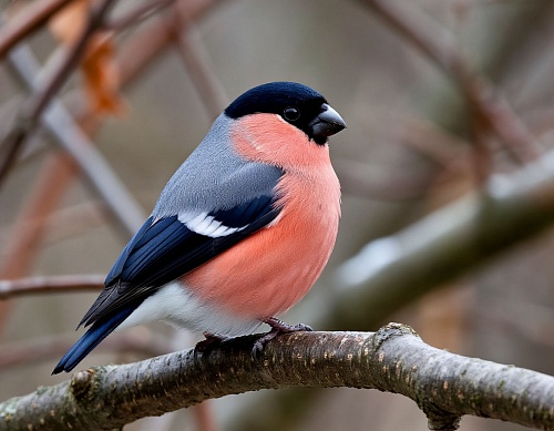 Народные приметы на 17 октября: с Ерофея холода сильнее