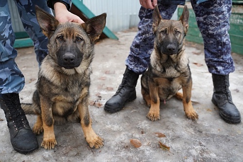 Тюменские щенки немецкой овчарки послужат в УФСИН Ленинградской области