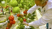Александр Моор показал, как в Тюменском районе выращивают помидоры круглый год