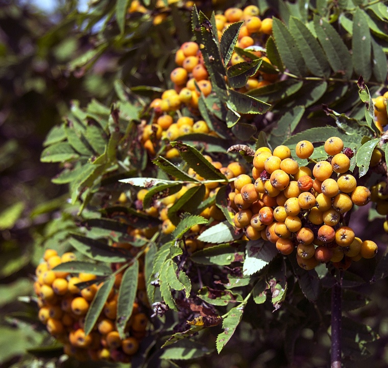 Народные приметы на 18 сентября: много ягод на рябине - к дождливой осени