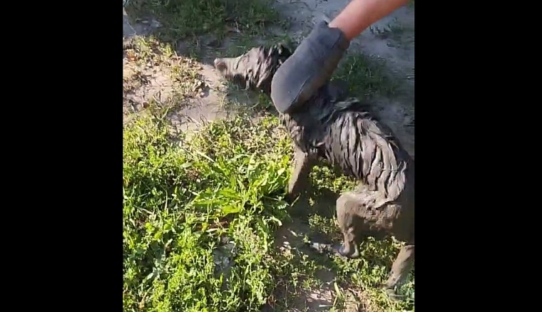 В Тюмени спасли обессиленную собаку, упавшую в колодец