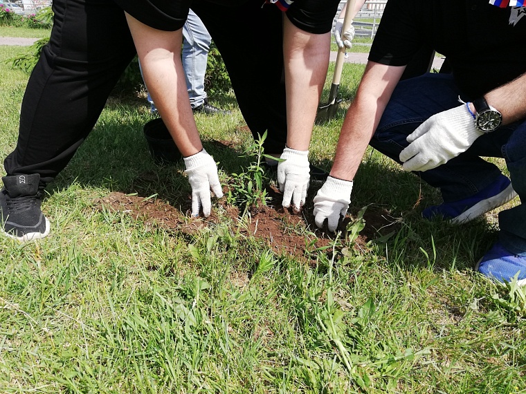 В День России в Тюмени высадили символичную аллею