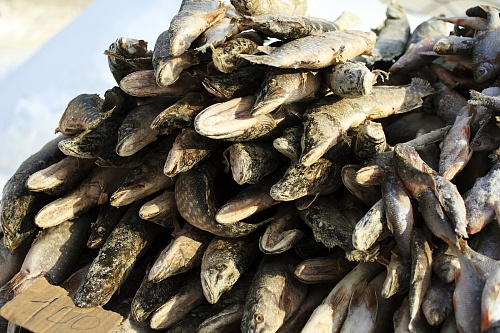 Тюменский Роспотребнадзор изъял с уличных прилавков 68 партий рыбы