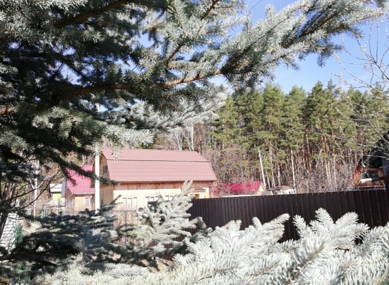 Тюменским садоводам рекомендуют приступать к обрезке деревьев