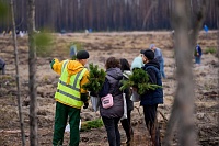 В Тюменском районе высадили 114 400 сеянцев сосны