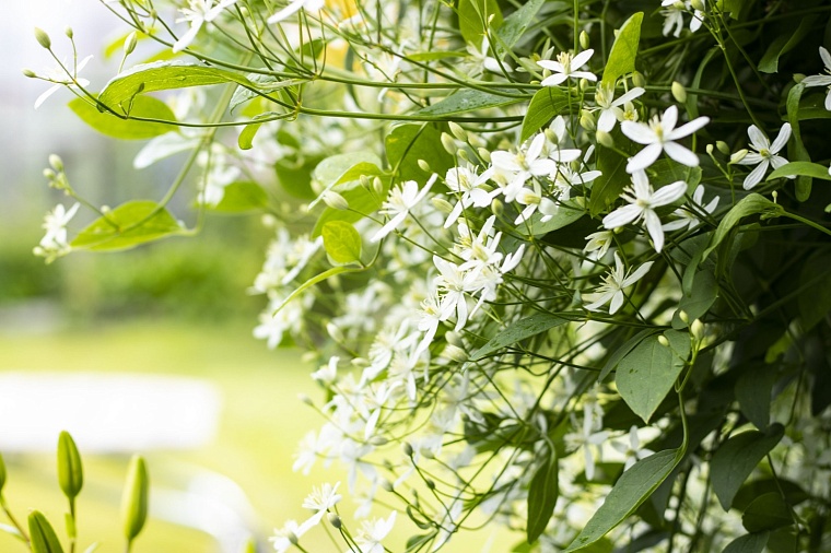 Народные приметы на 19 июня: пришел Ларион - дурную траву из поля вон