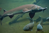 Браконьеров наказали за вылов краснокнижной рыбы из Иртыша