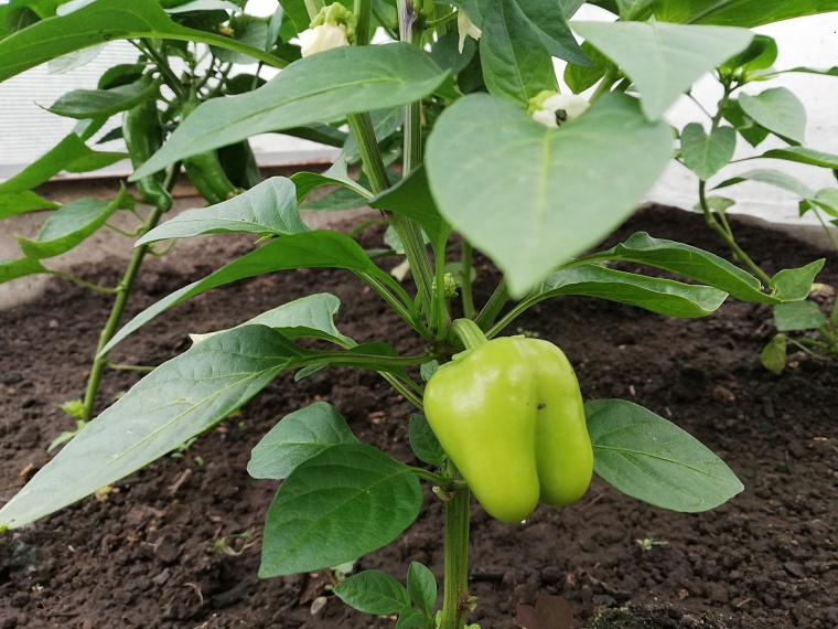 Агроном «Россельхозцентра» дала рекомендации по выращиванию перцев в Тюменской области