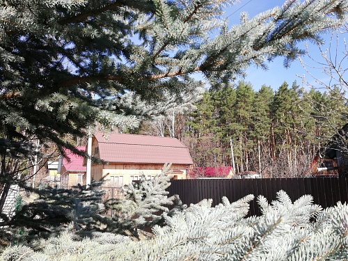 Тюменский эксперт рассказала, как спасти деревья от гибели после аномального таяния снега