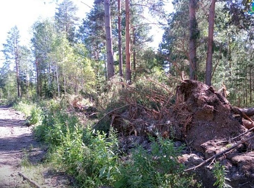 В Нижнетавдинском округе при ремонте повредили деревья, решается вопрос о возбуждении уголовного дела