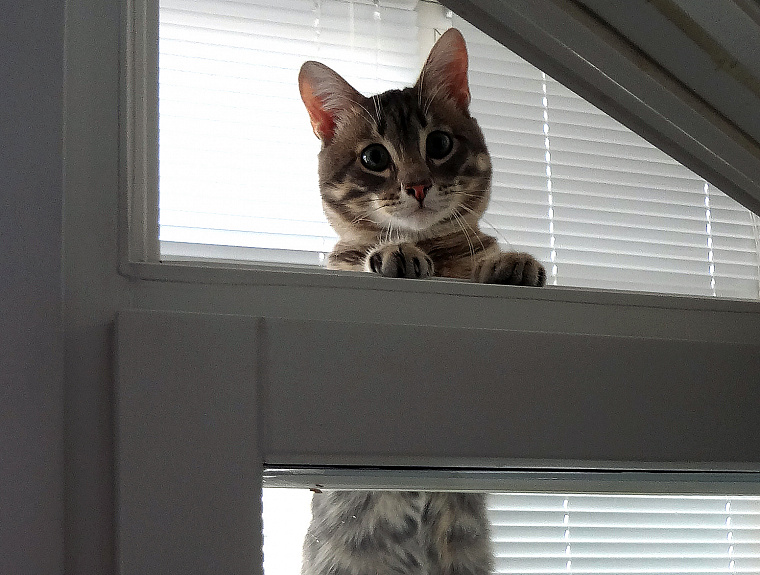 Тюменский ветеринар объяснила, зачем нужна вакцинация кошкам