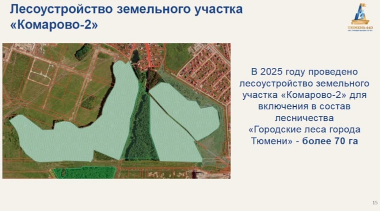 Депутаты Тюменской городской думы подняли вопрос о мангалах в лесах