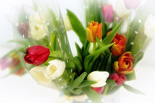 Как правильно выбрать живые цветы на 8 Марта
