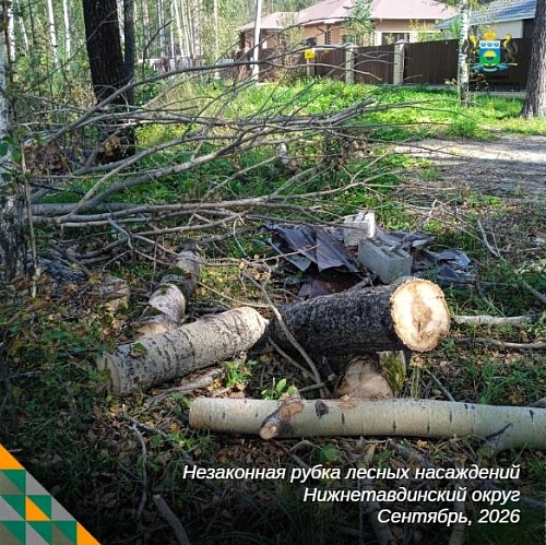 В Нижнетавдинском округе выявили крупную незаконную рубку