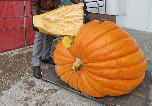 В Тюменский зоопарк доставили огромную тыкву весом 240 килограммов