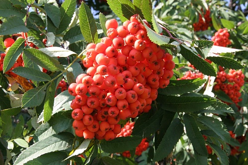 Народные приметы на 23 сентября: обилие ягод на рябине - к суровой зиме