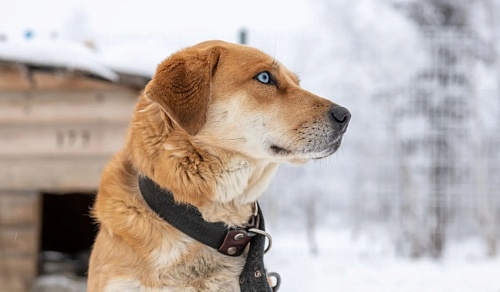 В приют для животных в Салехарде отправят осужденных на исправительные работы